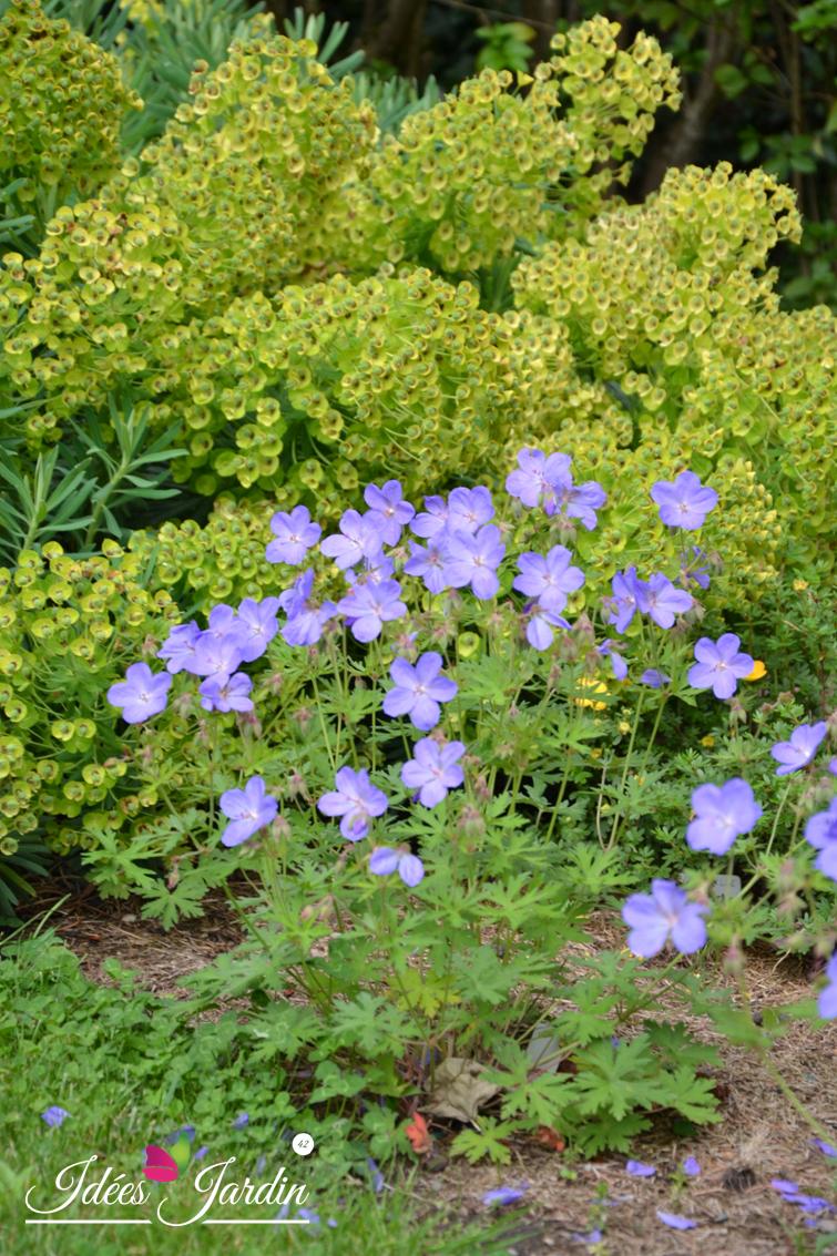 euphorbia characias et geranium Johnson's blue